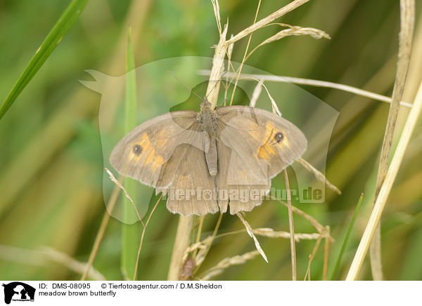 Groes Ochsenauge / meadow brown butterfly / DMS-08095