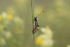 owly sulphur