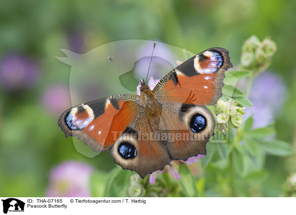 Peacock Butterfly / THA-07165
