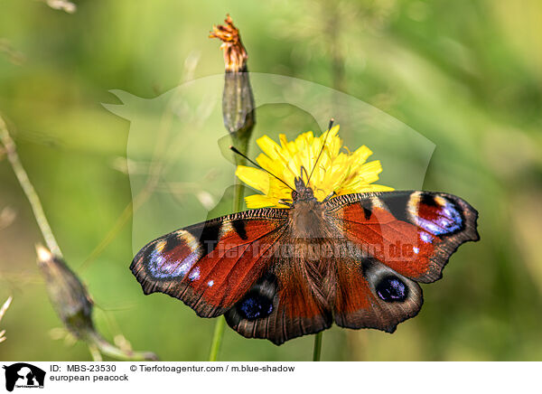 Tagpfauenauge / european peacock / MBS-23530