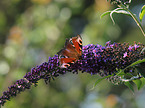 european peacock butterfly