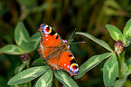 european peacock