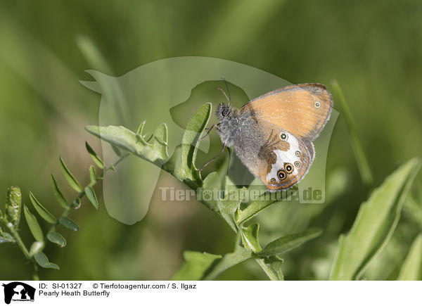 Perlgrasfalter / Pearly Heath Butterfly / SI-01327