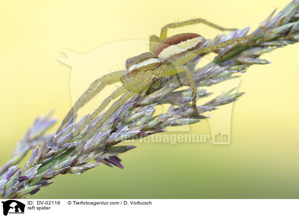 Gerandete Jagdspinne / raft spider / DV-02118