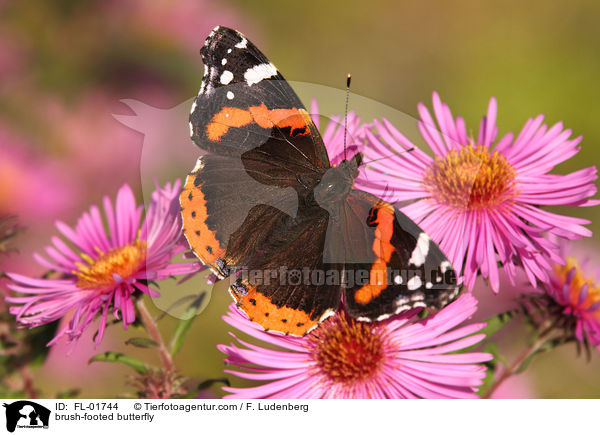 brush-footed butterfly / FL-01744