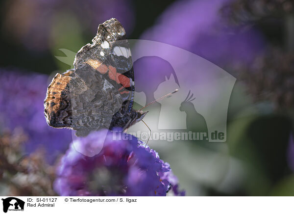 Red Admiral / SI-01127