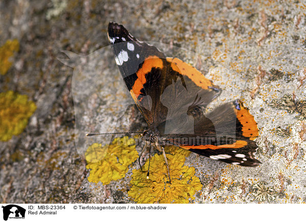 Red Admiral / MBS-23364