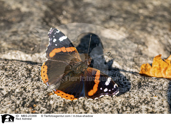 Red Admiral / MBS-23368