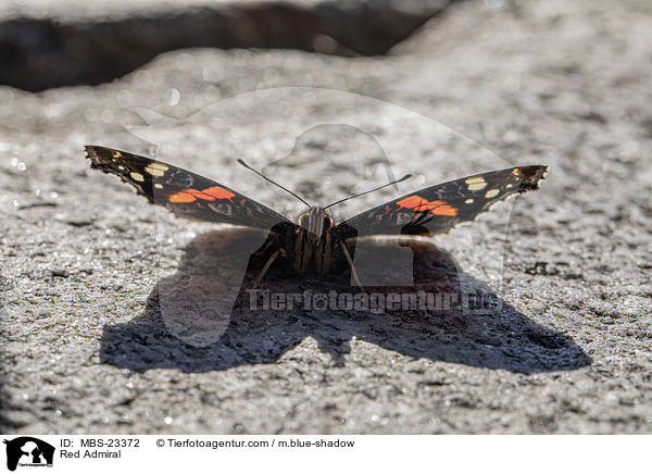 Red Admiral / MBS-23372