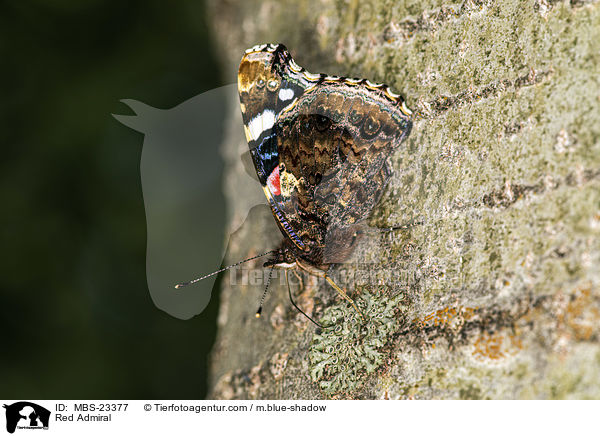 Red Admiral / MBS-23377
