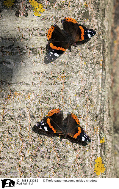 Red Admiral / MBS-23382