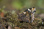 Red Admiral