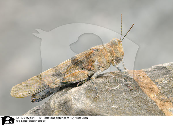 Blauflgelige Sandschrecke / red sand grasshopper / DV-02584