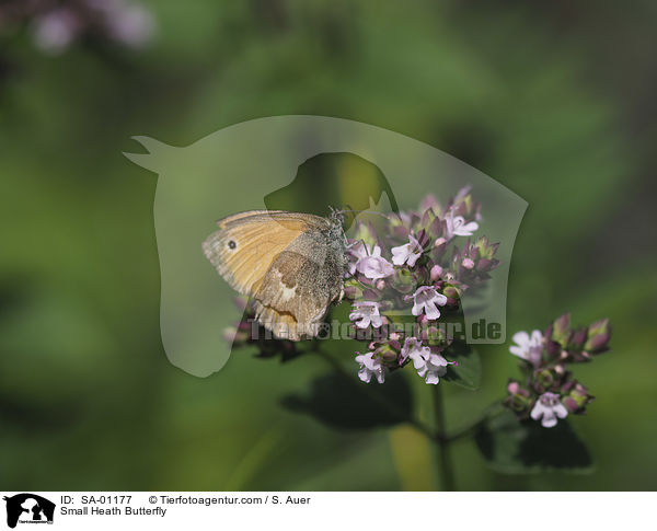 Kleines Wiesenvgelchen / Small Heath Butterfly / SA-01177