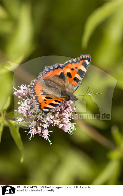 small tortoiseshell butterfly / HL-02423