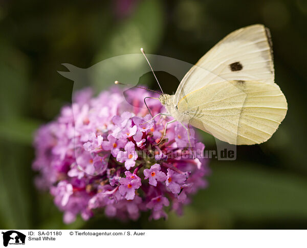 Kleiner Kohlweiling / Small White / SA-01180