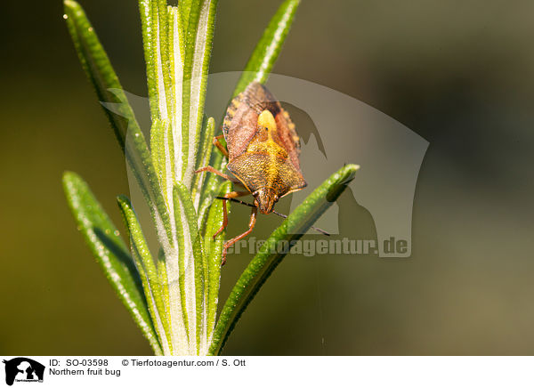 Nrdliche Fruchtwanze / Northern fruit bug / SO-03598