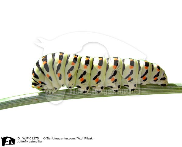 butterfly caterpillar / WJP-01275