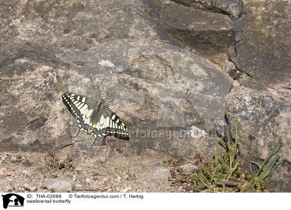 swallow-tail butterfly / THA-02688