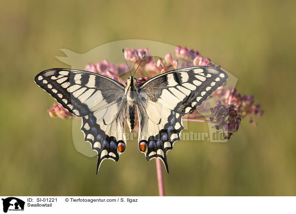 Swallowtail / SI-01221