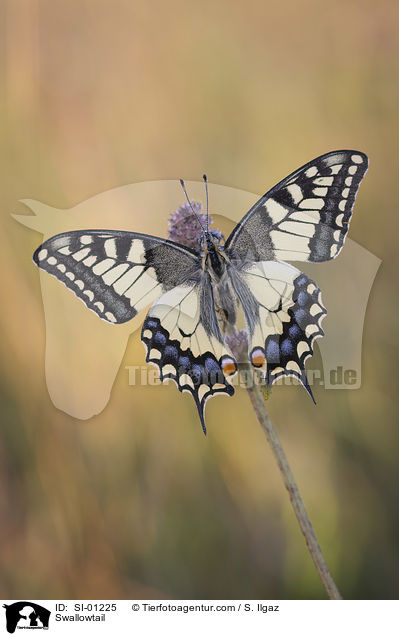 Swallowtail / SI-01225