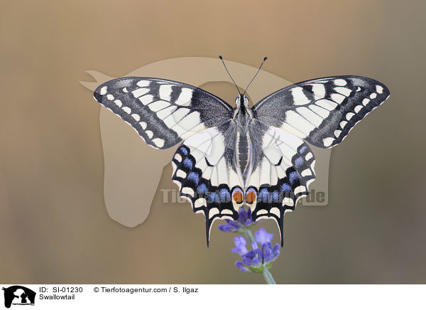 Swallowtail / SI-01230