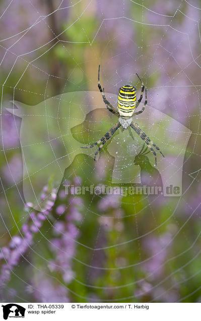 wasp spider / THA-05339