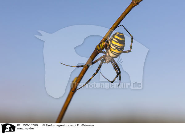 Wespenspinne / wasp spider / PW-05780