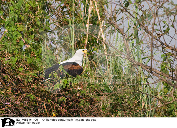 Schreiseeadler / African fish eagle / MBS-01406