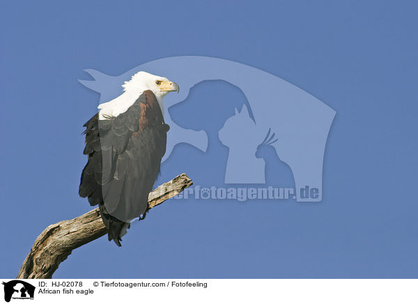 Schreiseeadler / African fish eagle / HJ-02078