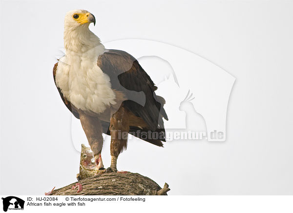 Schreiseeadler mit Beute / African fish eagle with fish / HJ-02084