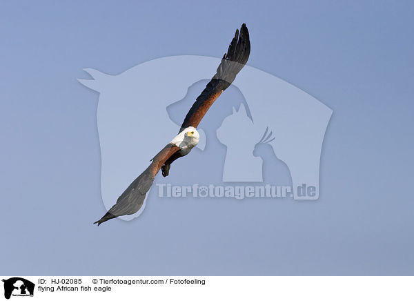 flying African fish eagle / HJ-02085