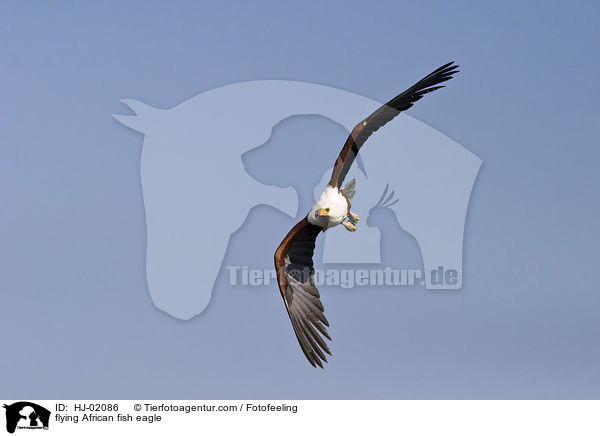 flying African fish eagle / HJ-02086