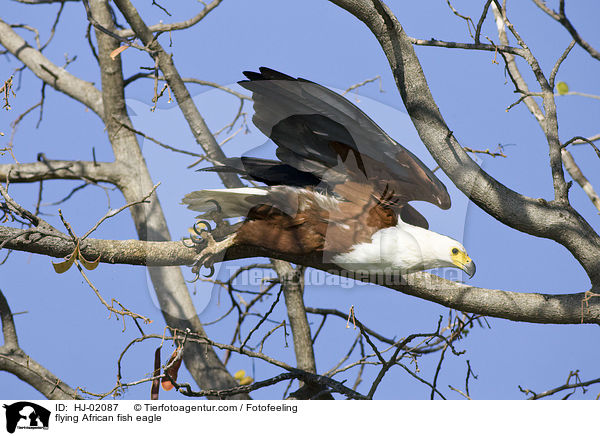 flying African fish eagle / HJ-02087