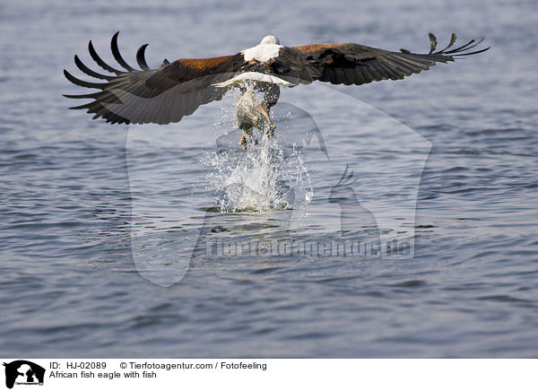 African fish eagle with fish / HJ-02089