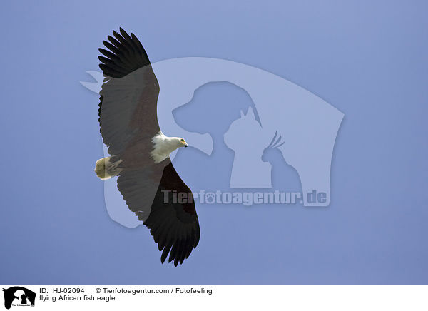 flying African fish eagle / HJ-02094