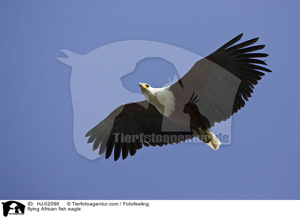 flying African fish eagle / HJ-02096
