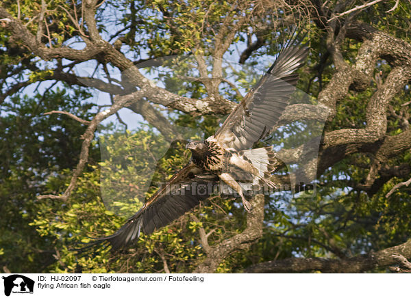 flying African fish eagle / HJ-02097