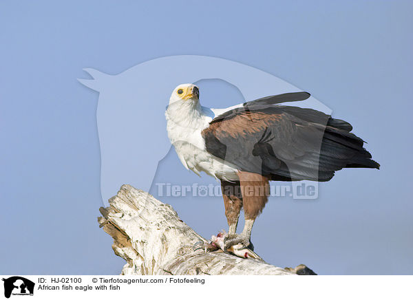 African fish eagle with fish / HJ-02100