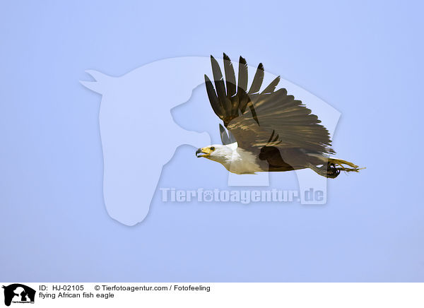 flying African fish eagle / HJ-02105