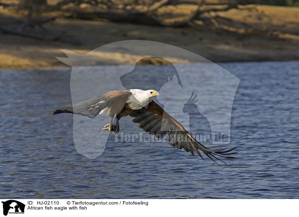 African fish eagle with fish / HJ-02110