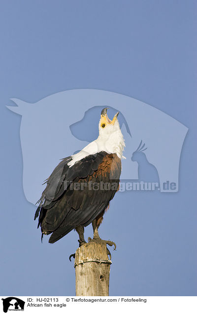 African fish eagle / HJ-02113