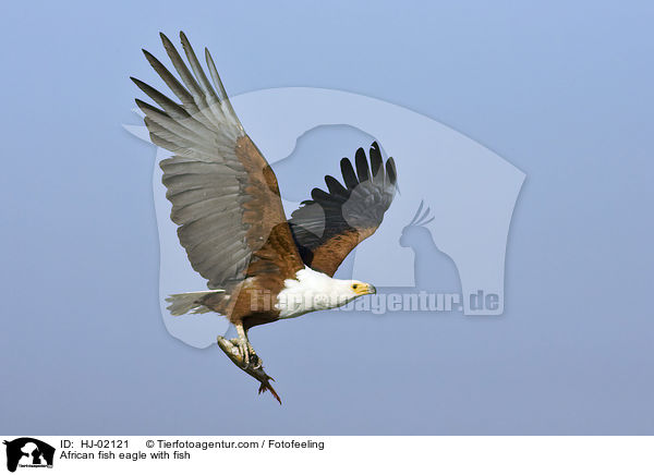 African fish eagle with fish / HJ-02121