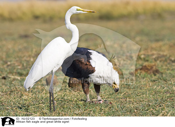 Schreiseeadler und Silberreiher / African fish eagle and great white egret / HJ-02123