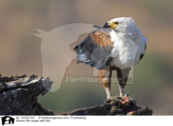 African fish eagle with fish / HJ-02133