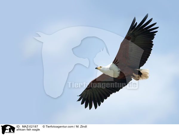 Schreiseeadler / african fish eagle / MAZ-02187