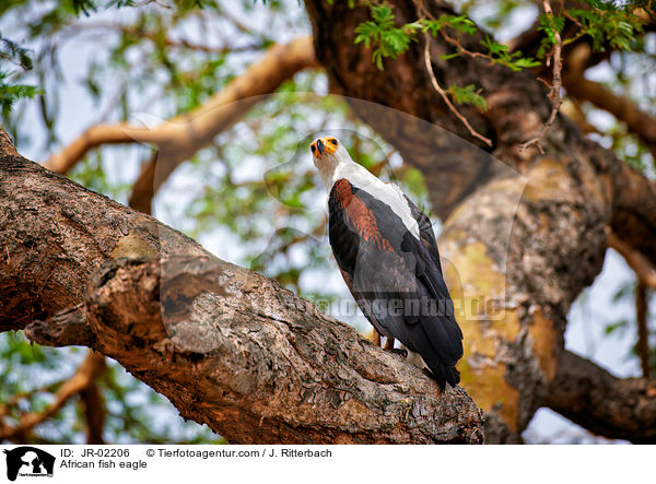 African fish eagle / JR-02206