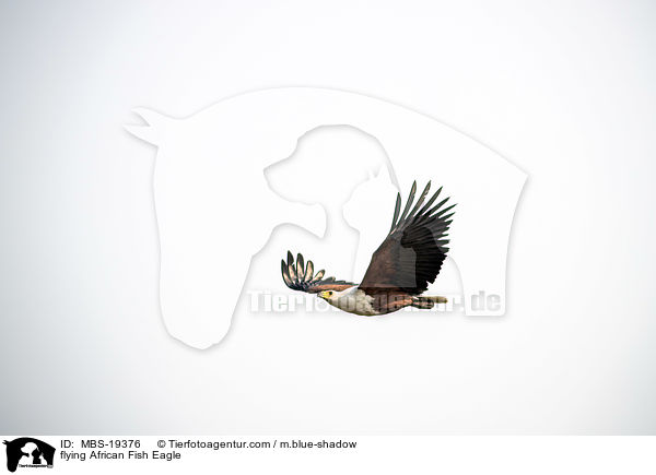 flying African Fish Eagle / MBS-19376