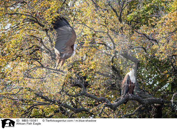 African Fish Eagle / MBS-19381