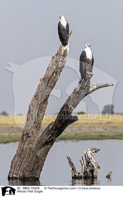 African Fish Eagle / MBS-19488